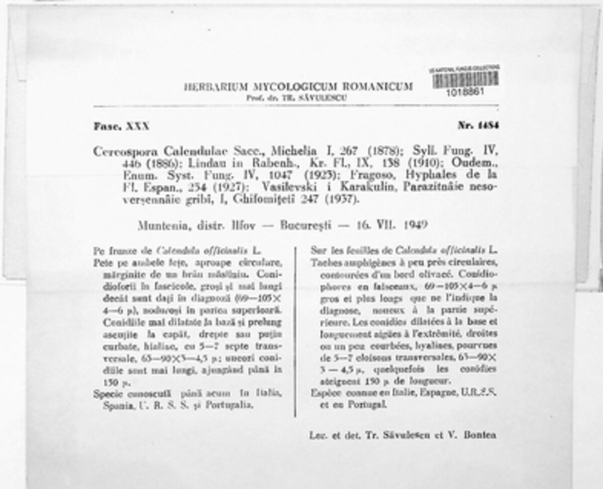 Cercospora calendulae image